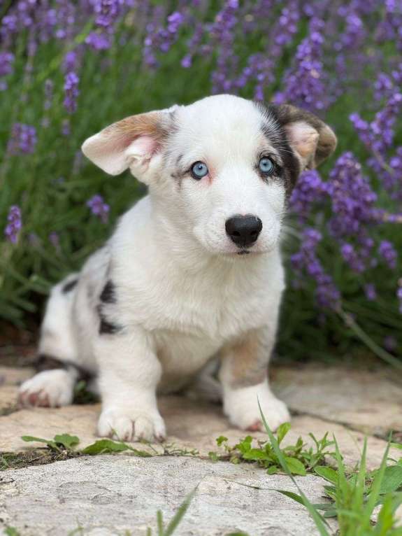 Собаки в Липецке: Вельш корги кардиган щенок Мальчик, Бесплатно - фото 2