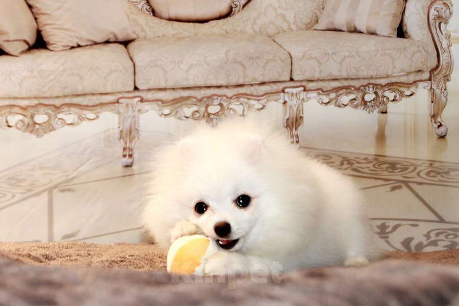 Собаки в Москве: щенки померанского шпица Мальчик, 45 000 руб. - фото 6