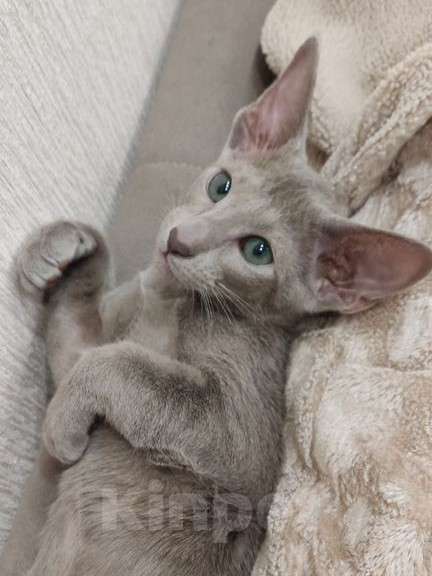Кошки в Москве: Лиловая ориентальная девочка Девочка, 50 000 руб. - фото 2