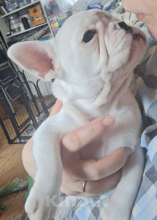 Собаки в Домодедово: Девочка в любимцы Девочка, 50 000 руб. - фото 1