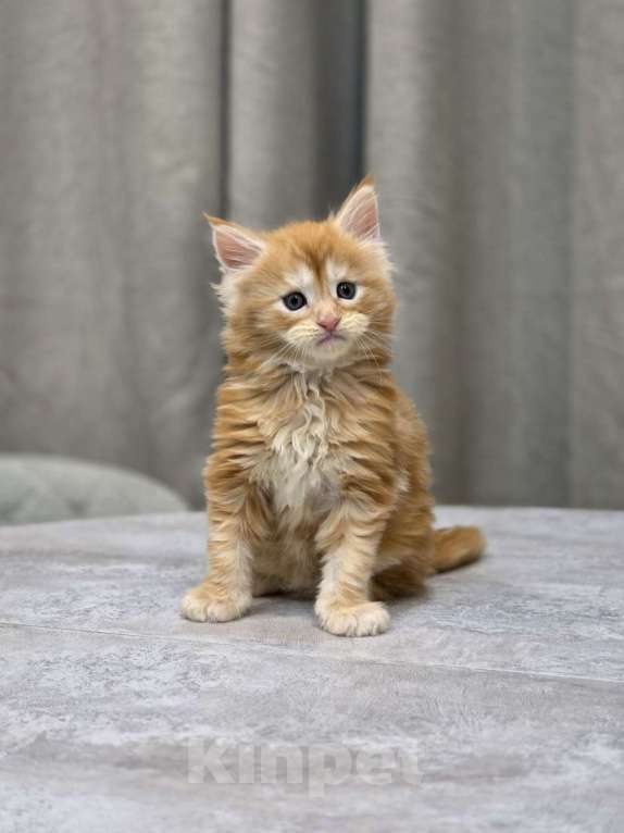 Кошки в Москве: Мальчик 1 помет D Мальчик, 65 000 руб. - фото 7