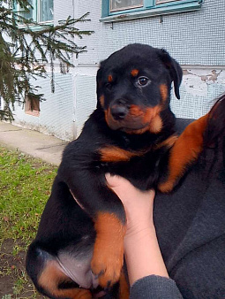 Иллада Иста