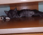 Кошки в Красноярске: Котёнок ищет свой дом! Мальчик, Бесплатно - фото 2