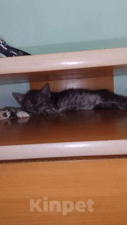 Кошки в Красноярске: Котёнок ищет свой дом! Мальчик, Бесплатно - фото 2