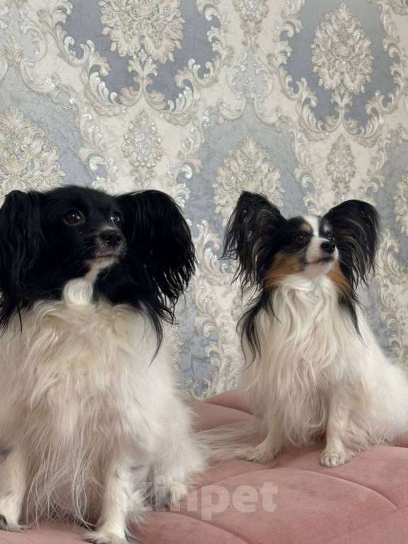 Собаки в других городах Московской области: Щенки Папийон мальчик Мальчик, 15 000 руб. - фото 6