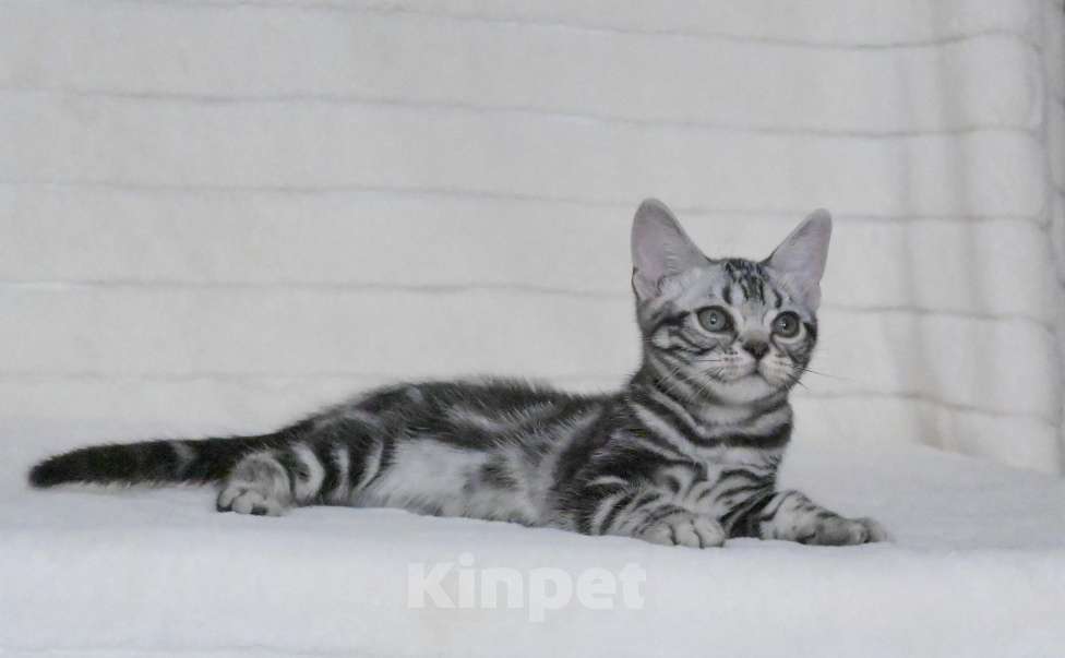 Кошки в Москве: Котенок американской короткошерстной породы Мальчик, 75 000 руб. - фото 6