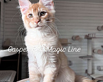Кошки в Наро-Фоминске: Casper. Male . MCO d born June 14.2025 Мальчик, 120 000 руб. - фото 1