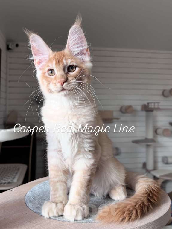 Кошки в Наро-Фоминске: Casper. Male . MCO d born June 14.2025 Мальчик, 120 000 руб. - фото 1