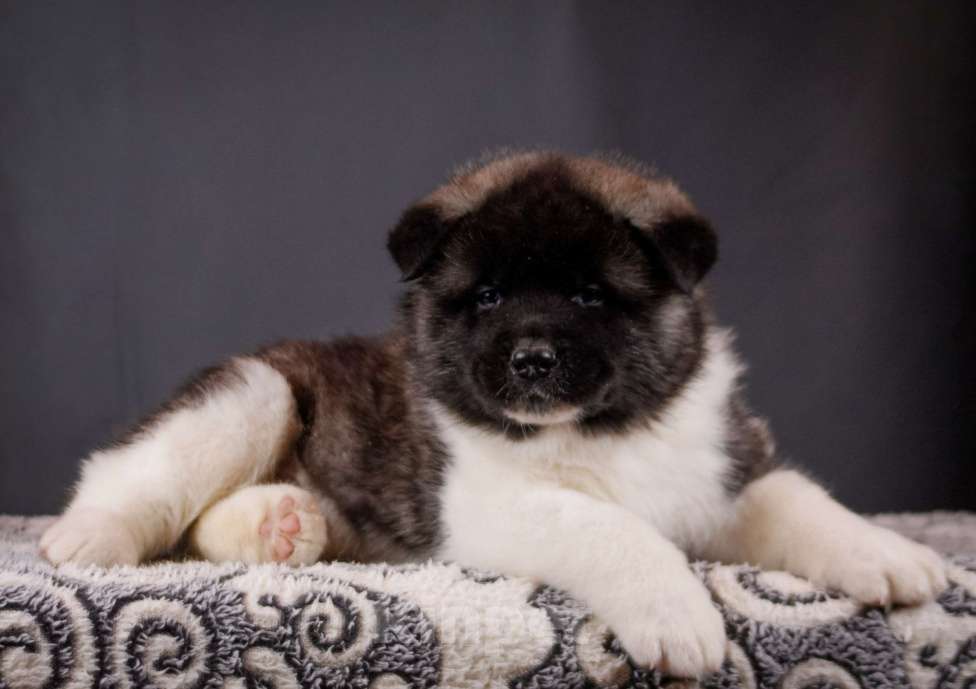 Собаки в других городах Ленинградской области: Отличная девочка Американской акиты Девочка, 70 000 руб. - фото 1