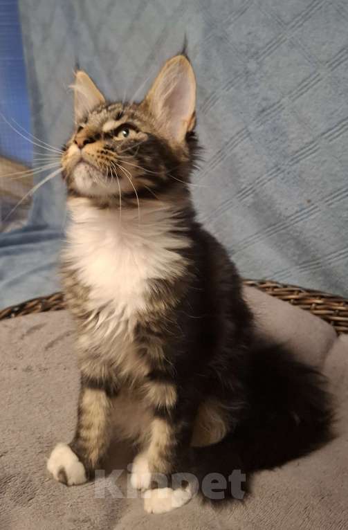 Кошки в Санкт-Петербурге: Котенок мейн кун девочка Девочка, 40 руб. - фото 3