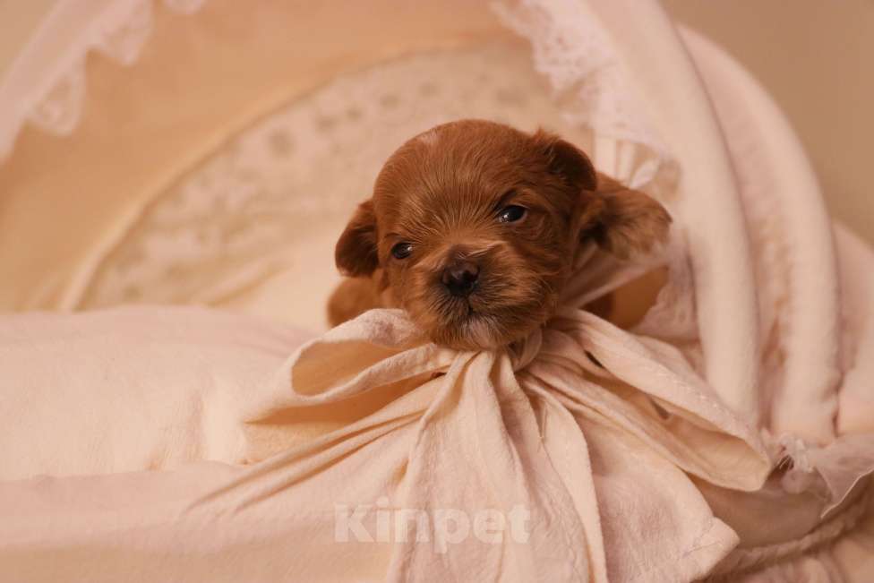 Собаки в Москве: Мальтипу Ред-Браун мальчик Мальчик, 120 000 руб. - фото 1