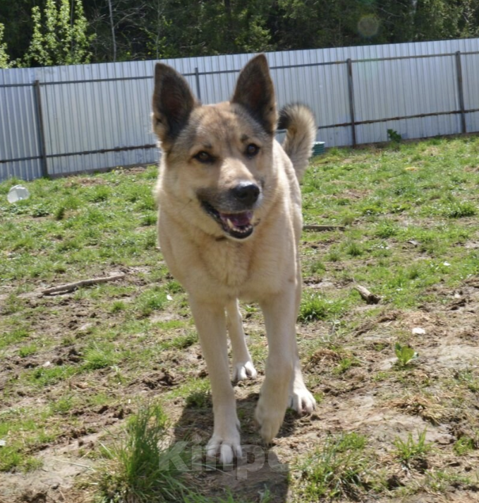Собаки в Москве: Геда Девочка, Бесплатно - фото 2