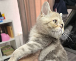 Кошки в Краснодаре: Котята от золотого шиншиллы Девочка, 8 000 руб. - фото 2