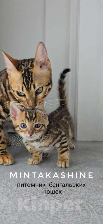 Кошки в Ставрополе: Бенгальские котята Мальчик, 40 000 руб. - фото 4
