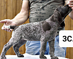 Собаки в Краснодаре: Продаётся дратхаар щенок сука2. Девочка, 45 000 руб. - фото 4