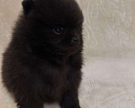 Собаки в других городах Тульской области: Померанский шпиц  Девочка, 60 000 руб. - фото 1