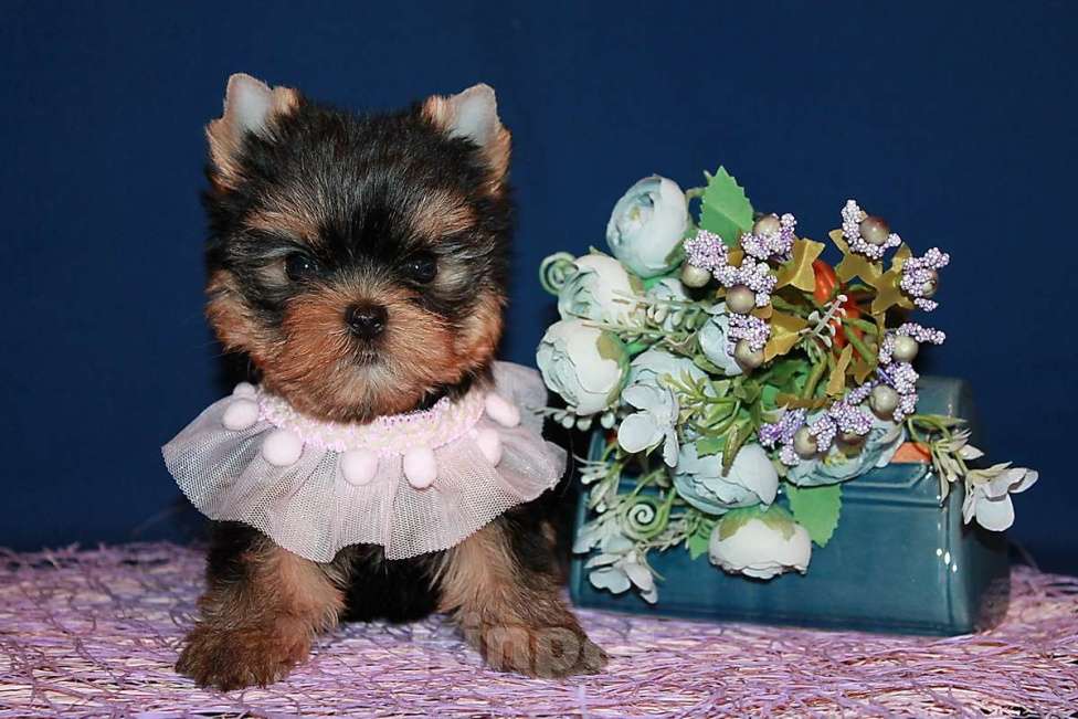 Собаки в Москве: Небольшая девочка, Яркая красотка. Девочка, 130 000 руб. - фото 2