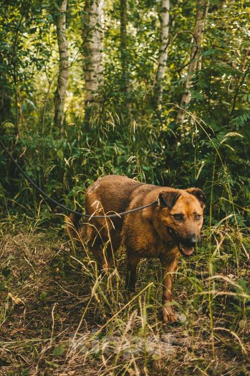 Собаки в Москве: Руфо Мальчик, Бесплатно - фото 5