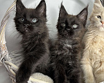 Кошки в Москве: Котята Мейн-кун Мальчик, 60 000 руб. - фото 3