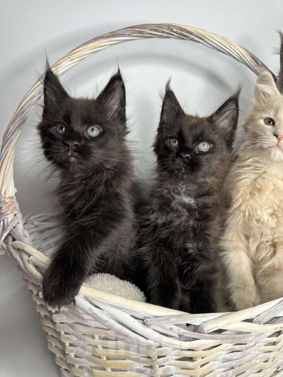 Кошки в Москве: Котята Мейн-кун Мальчик, 60 000 руб. - фото 3