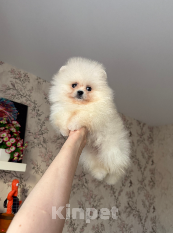 Собаки в Москве: Мальчик Мальчик, 28 000 руб. - фото 1