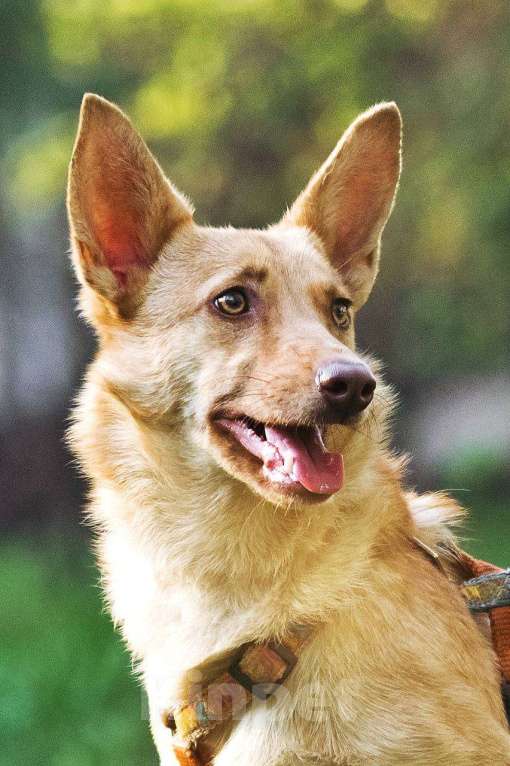 Собаки в других городах Московской области: Тата, 9 кг 4 года ищет семью Девочка, Бесплатно - фото 7