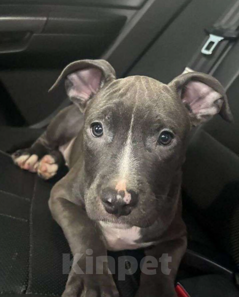 Собаки в Михайловке: Американский стаффордширский терьер Девочка, 30 000 руб. - фото 3