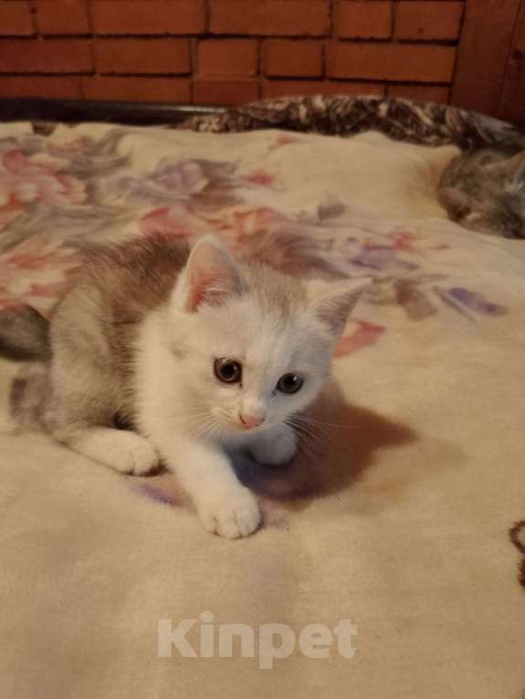 Кошки в других городах Московской области: Продам котенка Девочка, 3 000 руб. - фото 5