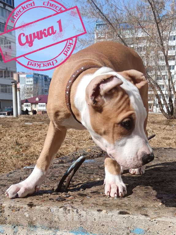 Собаки в Томске:  Стаффорд девочка Девочка, 35 000 руб. - фото 5