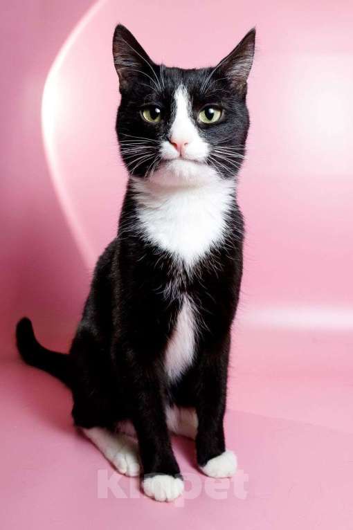 Кошки в Москве: Кот Шарик, очаровательный франт Мальчик, Бесплатно - фото 2