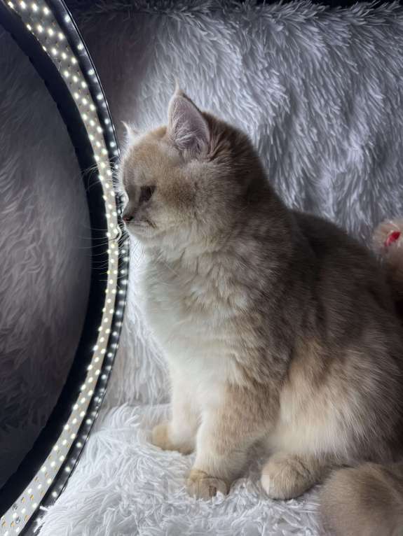 Кошки в Люберцах: Шотландский котенок Мальчик, Бесплатно - фото 3