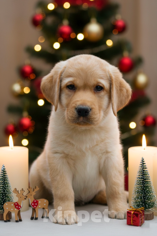 Собаки в Москве: Щенки Лабрадора  Мальчик, 55 000 руб. - фото 2