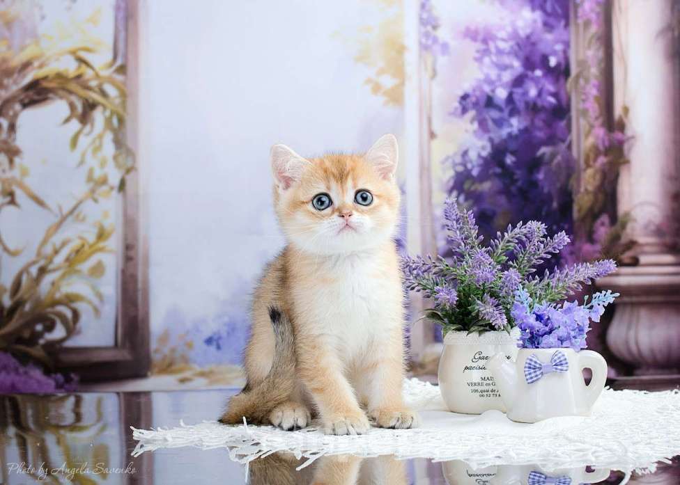 Кошки в Красноярске: Девочка,шотландская золотая шиншилла Девочка, 30 000 руб. - фото 5