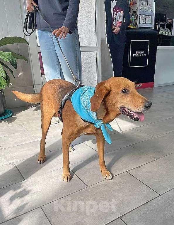 Собаки в Москве: Добрый, нежный песик Рыжулик, метис Русской Гончей в дар Мальчик, 10 руб. - фото 5