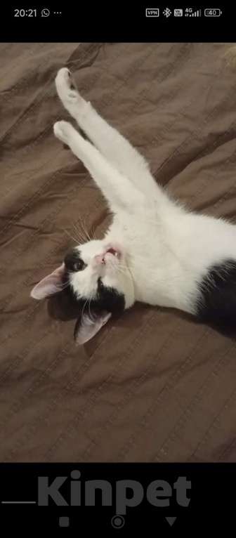 Кошки в Москве: Кошечка ищет дом Девочка, 300 руб. - фото 3