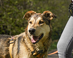 Собаки в Бронницах: Нежнющий Купер Мальчик, Бесплатно - фото 1