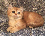 Кошки в Касимове: Золотая шиншилла., 50 000 руб. - фото 3