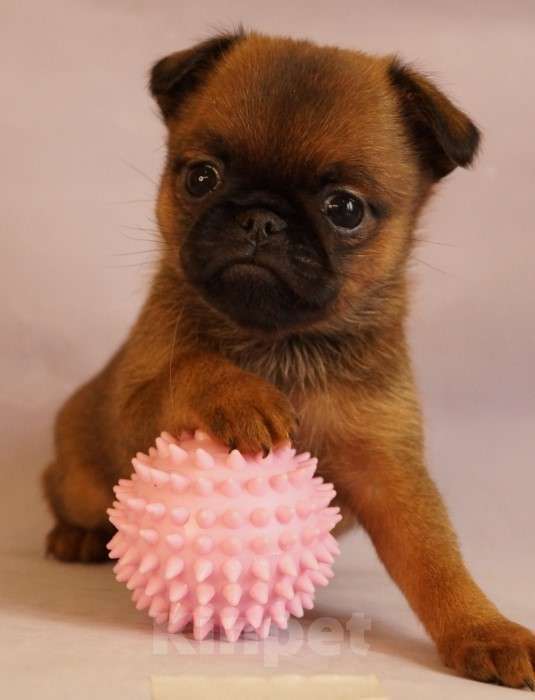 Собаки в Москве: Васелёк Мальчик, 80 000 руб. - фото 1