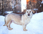 Собаки в Москве: Маленькая собачка в добрые руки Девочка, Бесплатно - фото 1
