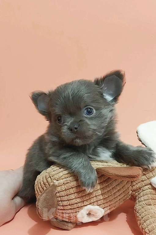 Собаки в Новосибирске: Девочка Чихуахуа Девочка, Бесплатно - фото 2