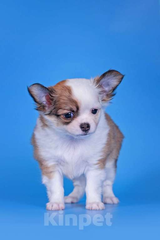 Собаки в Москве: Чихуахуа д/ш девочка Девочка, 45 000 руб. - фото 2