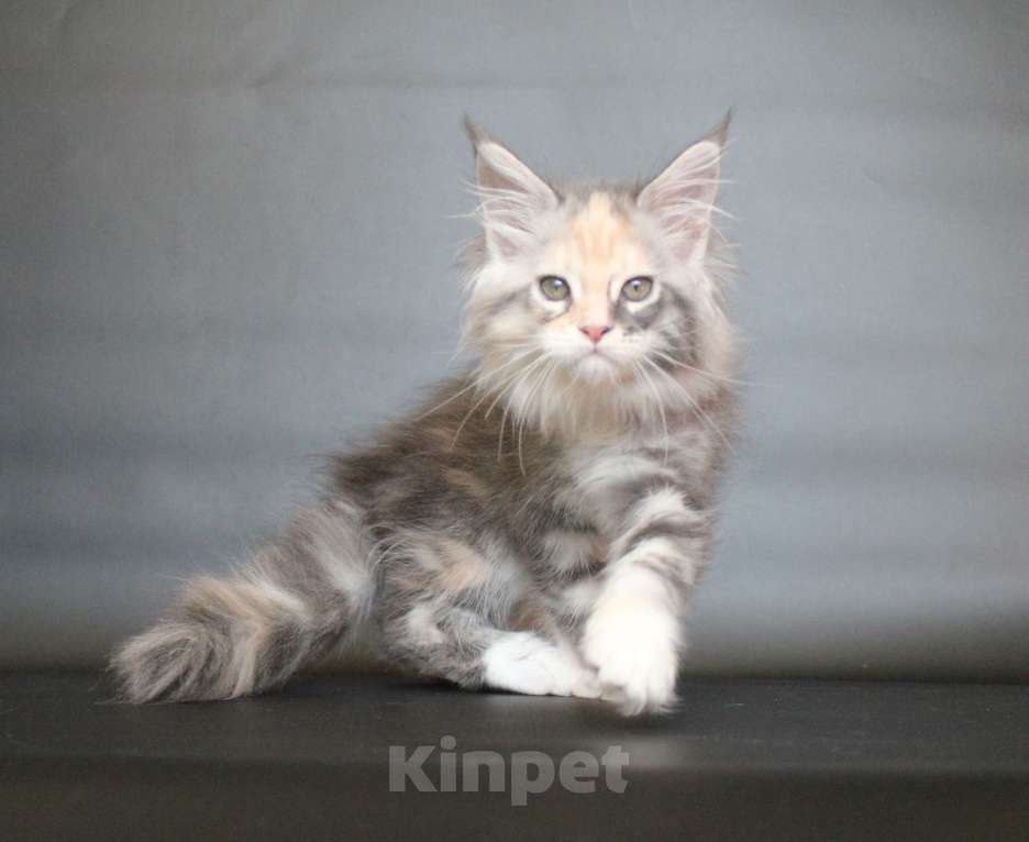 Кошки в Екатеринбурге: Деметра девочка пушистая Девочка, 35 000 руб. - фото 5