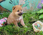 Собаки в Краснозаводске: Булочка ищет родителей Девочка, 55 000 руб. - фото 7