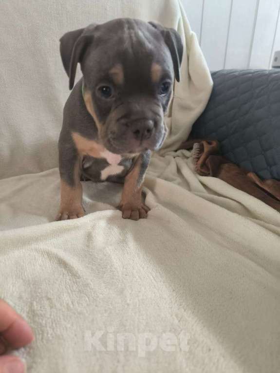 Собаки в других городах Московской области: Мальчик булка Мальчик, 80 000 руб. - фото 2