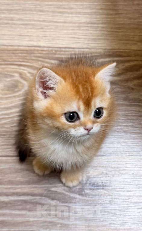 Кошки в Москве: Купидон Мальчик, 70 000 руб. - фото 2