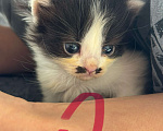 Кошки в Геленджике: Котенок в добрые руки Девочка, Бесплатно - фото 1