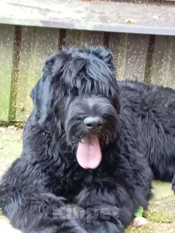 Собаки в Москве: Щенок русского черного терьера Девочка, Бесплатно - фото 6