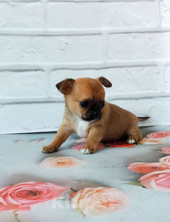 Собаки в Владимире: Рыжее солнышкоы Мальчик, 40 000 руб. - фото 1