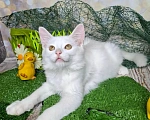 Кошки в Москве: Белый котёнок в добрые руки Мальчик, Бесплатно - фото 4