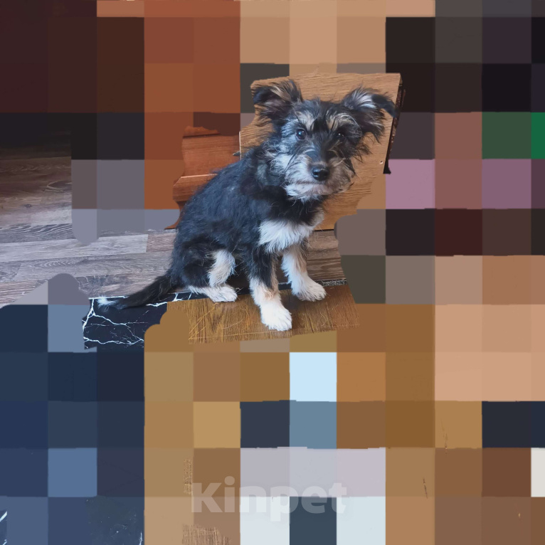 Собаки в Санкт-Петербурге: Щенок в добрые руки Девочка, Бесплатно - фото 3